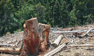 Penebangan Hutan